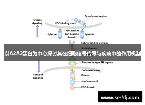 以A2A3蛋白为中心探讨其在细胞信号传导与疾病中的作用机制